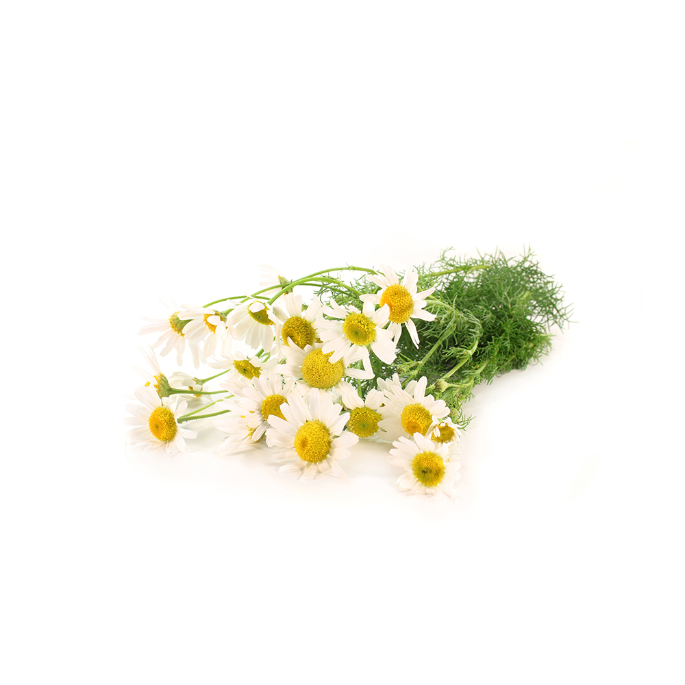 Chamomile