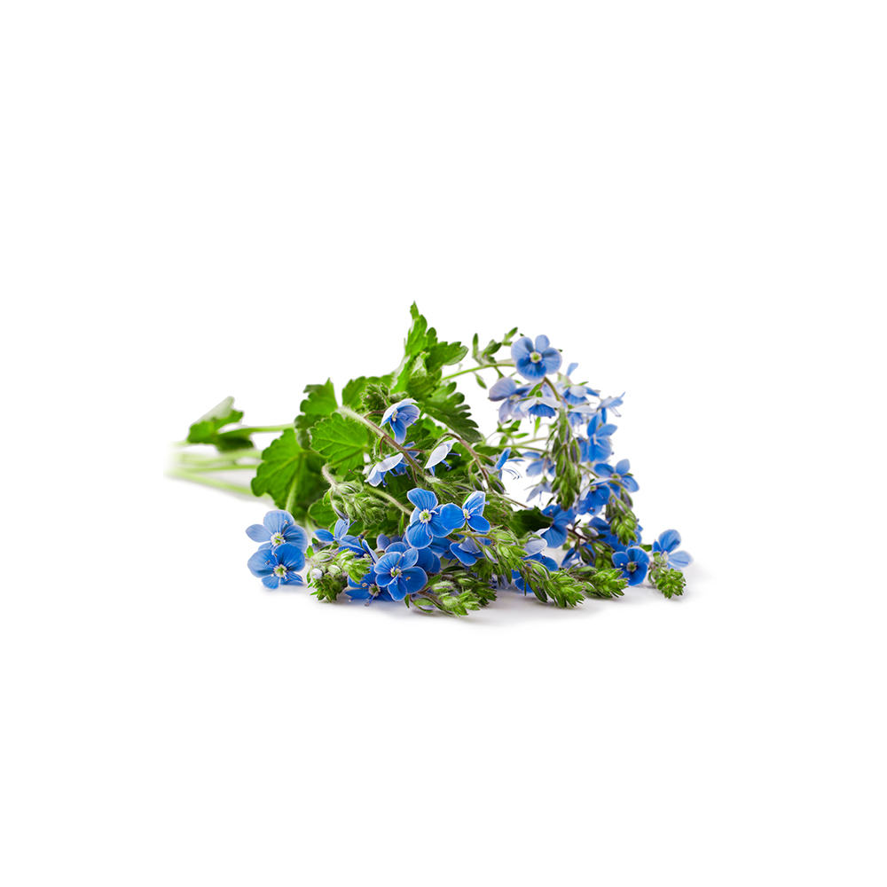 Germander speedwell plant