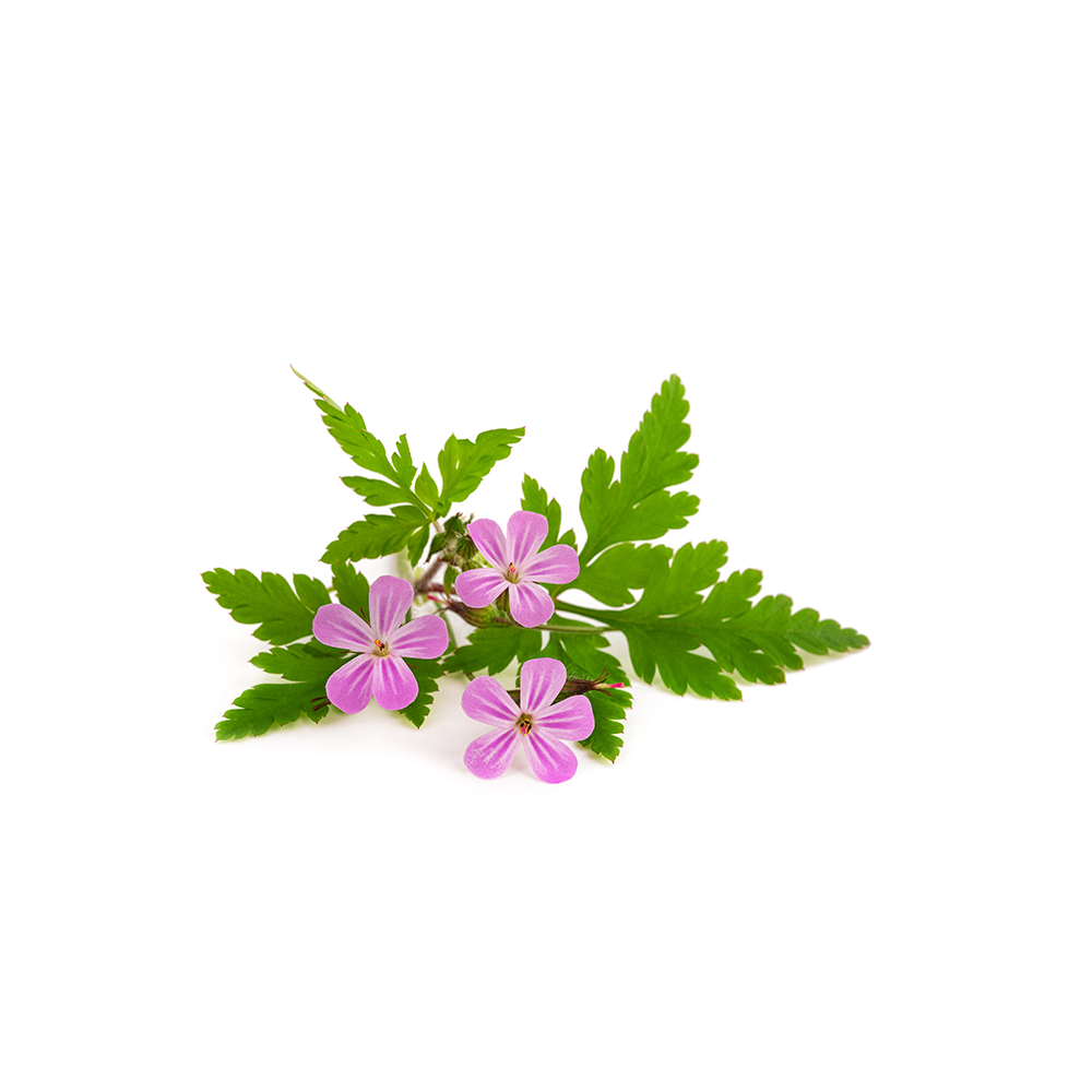 Herb-Robert