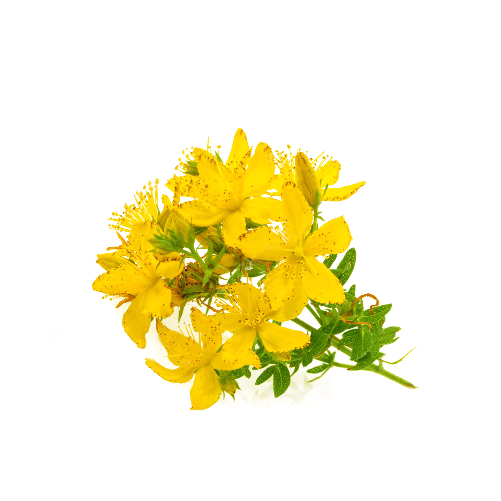 St. John's wort