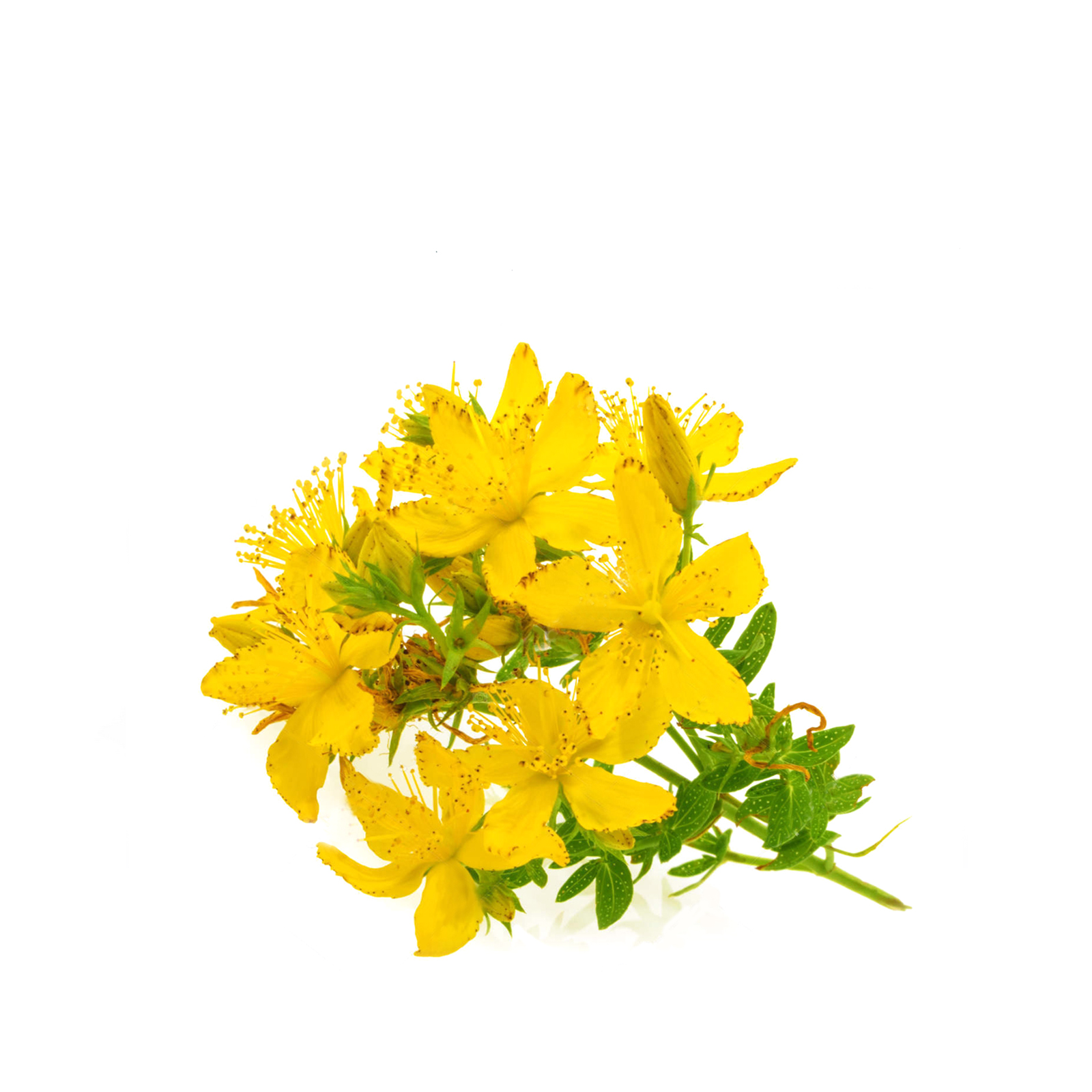 Echtes Johanniskraut 