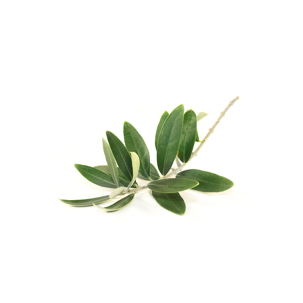 Common olive 