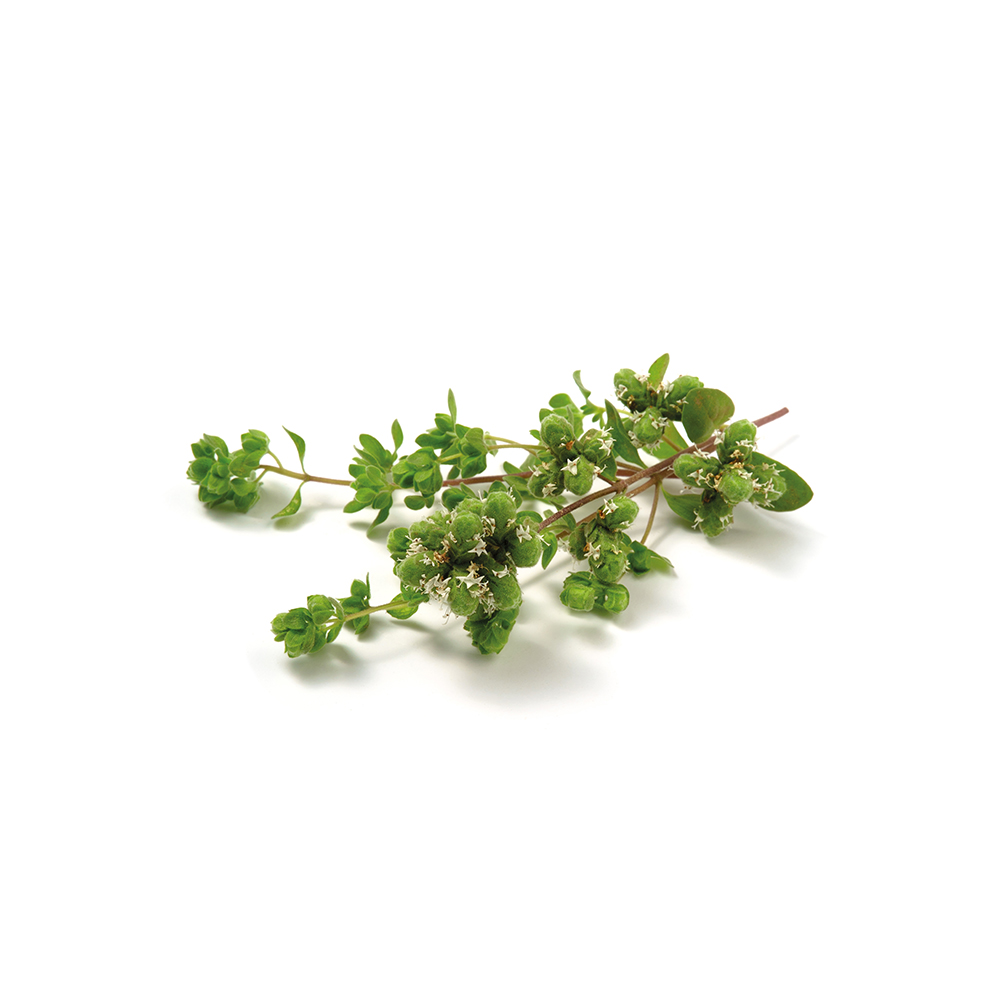 Marjoram