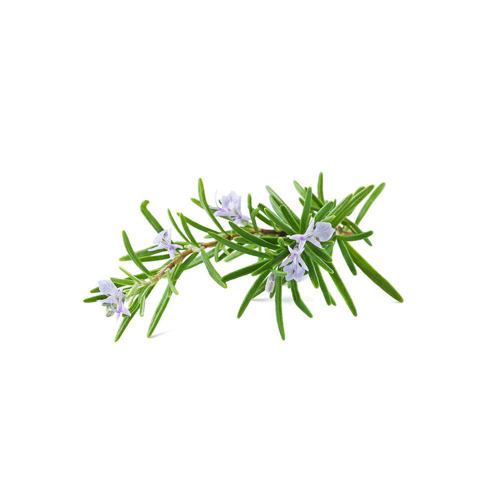 Rosemary