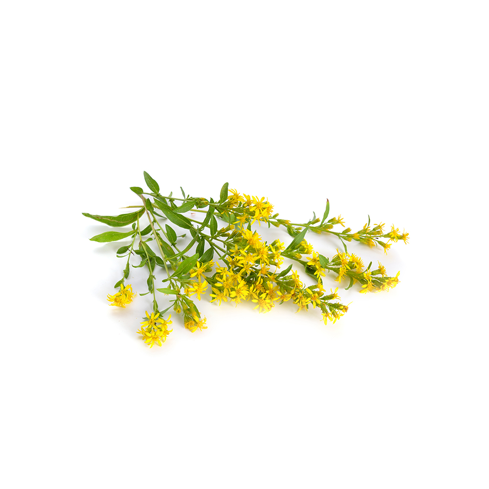 European goldenrod